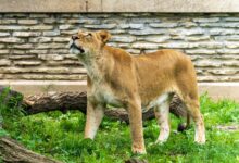 händlerbund kündigen