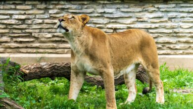 händlerbund kündigen